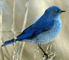 Bluebird