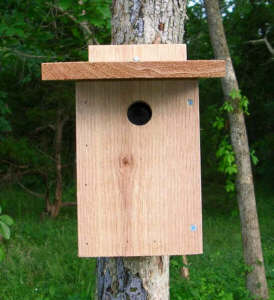 Chickadee house