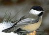 Chickadee