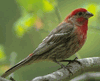 Finch