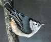 Nuthatch