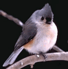 Titmouse