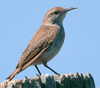 Wren