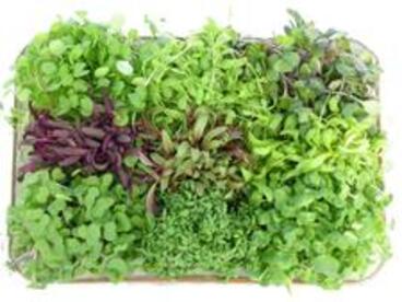 A tray of microgreens